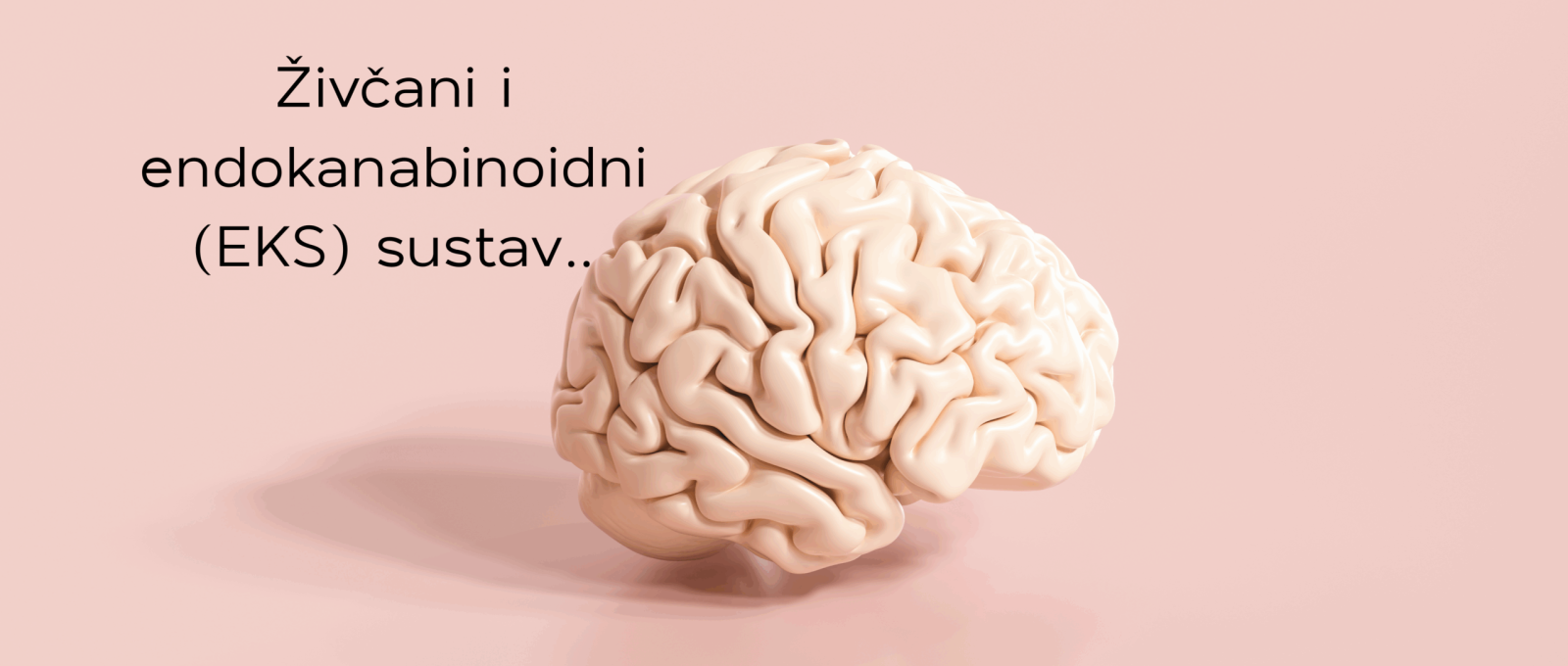 Neurološke bolesti blog nova Neurološke bolesti blog nova
